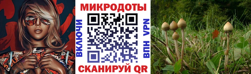 Галлюциногенные грибы мицелий цены Новосибирск